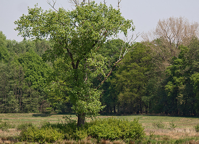 20110424 1304RTw [D-PB] Baum