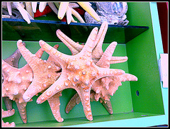 Estrellas de mar.