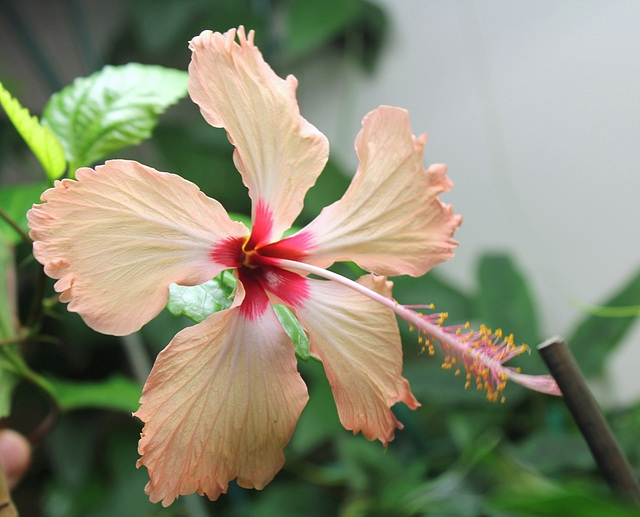 Hibiscus Fort-de-France