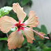 Hibiscus Fort-de-France