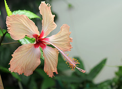 Hibiscus Fort-de-France