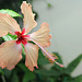 Hibiscus Fort-de-France