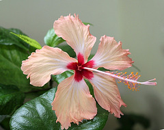 Hibiscus Fort-de-France