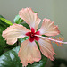 Hibiscus Fort-de-France