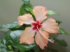 Hibiscus Fort-de-France