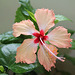 Hibiscus Fort-de-France