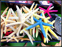 Estrellas de mar.