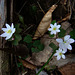 Rue Anemone