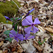 Wild Phlox