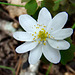 Rue Anemone