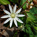 Star Chickweed