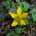 Marsh Buttercup