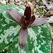 Sessile Flowered Trillium