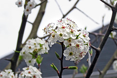 Hawthorn Flowers