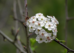 Wasp on Hawthorn Flowers