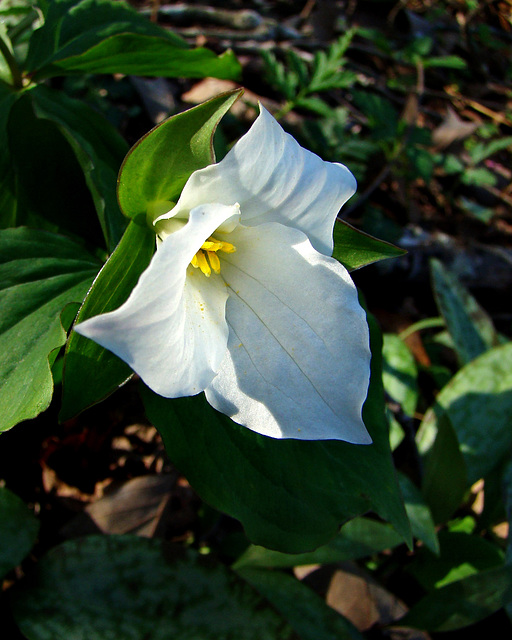 Trillium Grandiflora Flower