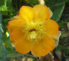 Cactus Flower (0025)