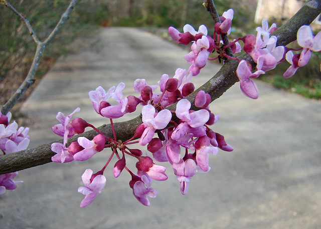 Redbud