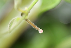 Pédoncule sur Hoya serpens (2)