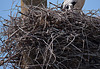 20110606 5097RTw [F] Haussperling, Weißstorch [Vauvert]