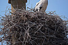 20110606 5096RTw [F] Haussperling, Weißstorch [Vauvert]