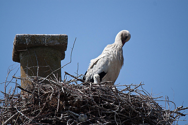 20110606 5095RTw [F] Haussperling, Weißstorch [Vauvert]