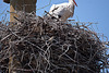 20110606 5094RTw [F] Haussperling, Weißstorch [Vauvert]