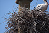 20110606 5093RTfw [F] Haussperling, Weißstorch [Vauvert]