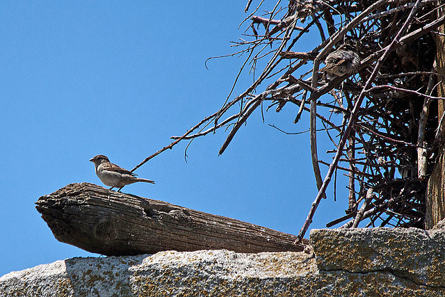 20110606 5090RTw [F] Haussperling (Weißstorch-Untermieter) [Vauvert]