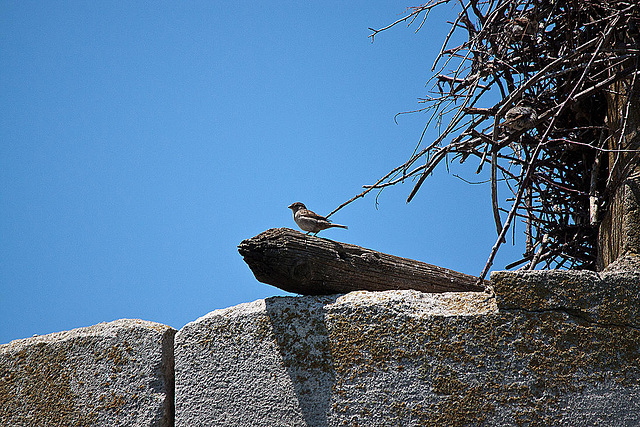 20110606 5089RTw [F] Haussperling (Weißstorch-Untermieter) [Vauvert]