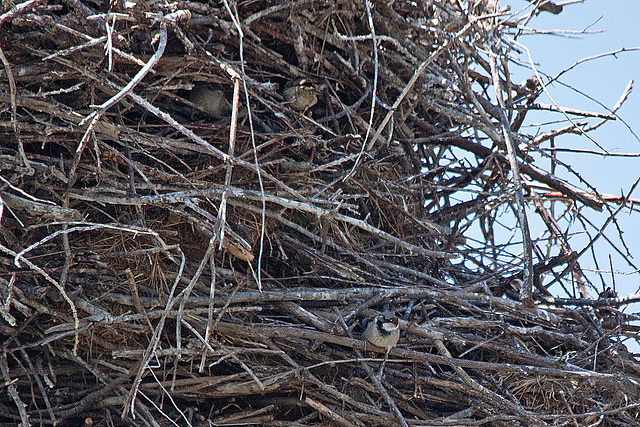 20110606 5088RTw [F] Haussperlinge (Weißstorch-Untermieter) [Vauvert]