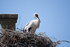 20110606 5087RTw [F] Weißstorch [Vauvert]