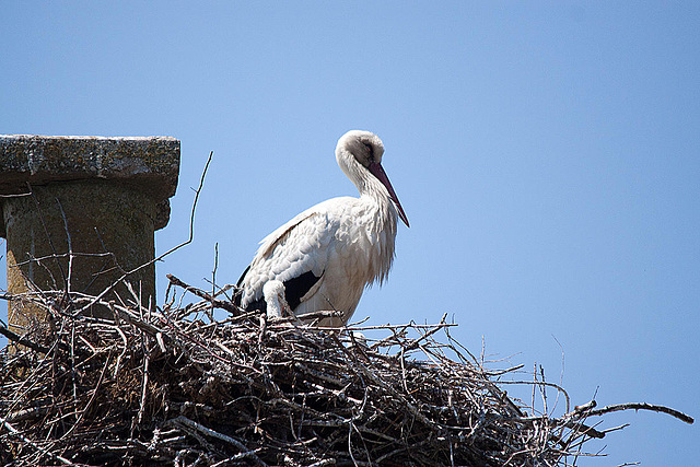 20110606 5087RTw [F] Weißstorch [Vauvert]