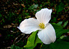 Trillium Grandiflora