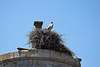 20110606 5086RTw [F] Weißstorch [Vauvert]