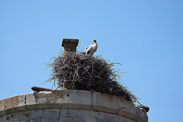 20110606 5086RTw [F] Weißstorch [Vauvert]