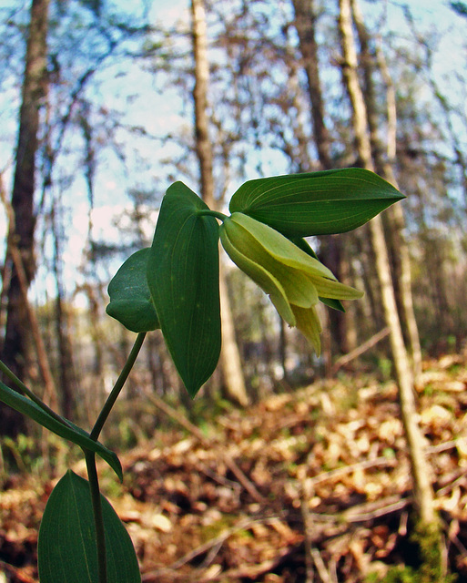 Bellwort