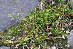 Poa annua - Pâturin annuel