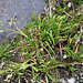 Poa annua - Pâturin annuel