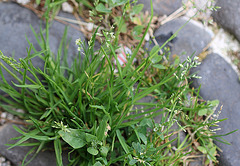 Poa annua