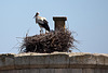 20110606 5084RTw [F] Weißstorch [Vauvert]