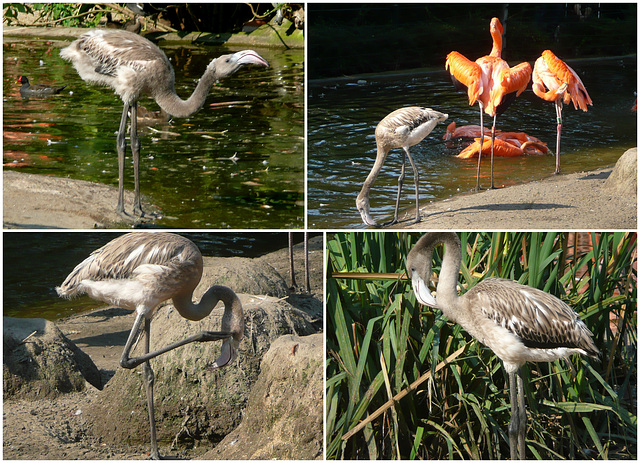 Zoo Dresden - Junge Flamingos