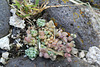 Sedum dasyphyllum