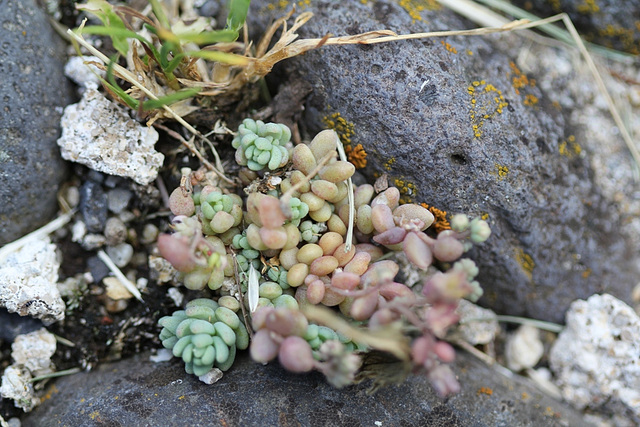 Sedum dasyphyllum