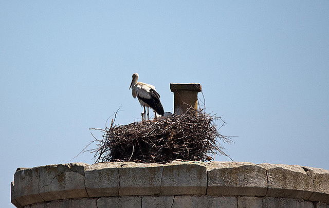 20110606 5083RTw [F] Weißstorch [Vauvert]