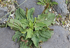 Plantago major