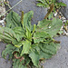 Plantago major