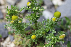 Matricaria discoïdea 3