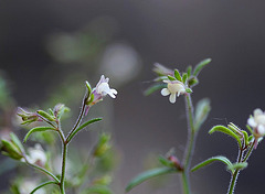 Petite Linaire-Chaenorhinum minus (2)