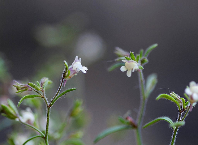 Petite Linaire-Chaenorhinum minus (2)